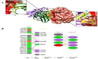 نشست طرح تحقیقاتی مطالعه محاسباتی میانکنشهای پروتئین CD24 و anti-CD24 scFv طراحی شده با استفاده از روشهای ایمونوانفورماتیک شبیه سازی مولکولی و داکینگ و تایید آن با SPR برگزار شد.